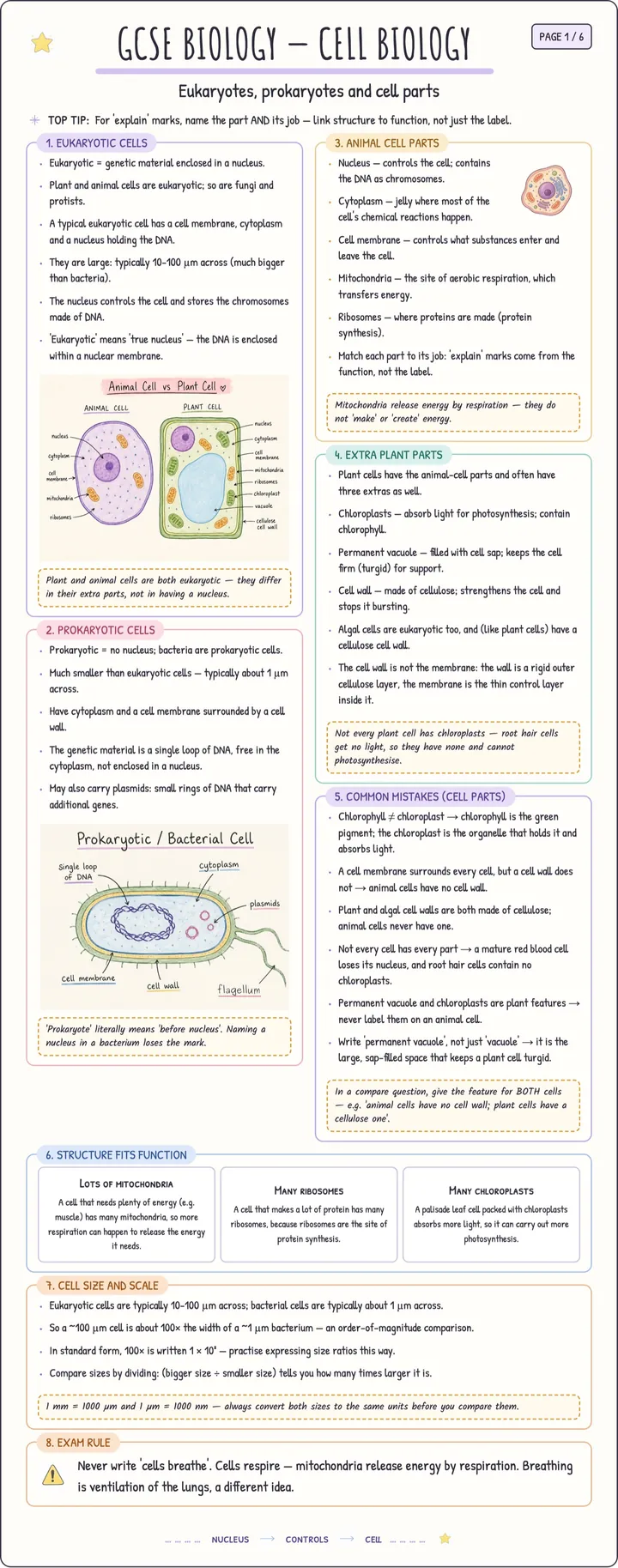 Sample page from Examva's illustrated AQA GCSE Biology notes: Cell Biology